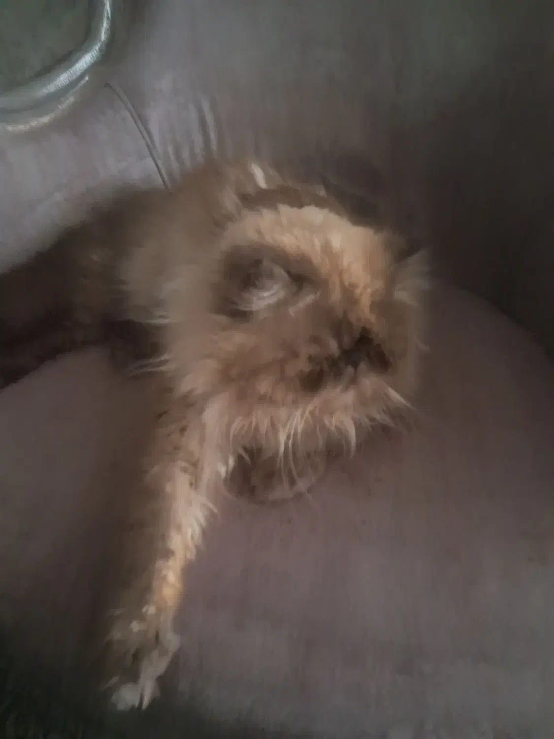 واگزاری|گربه|شاهین‌شهر, حافظ جنوبی|دیوار