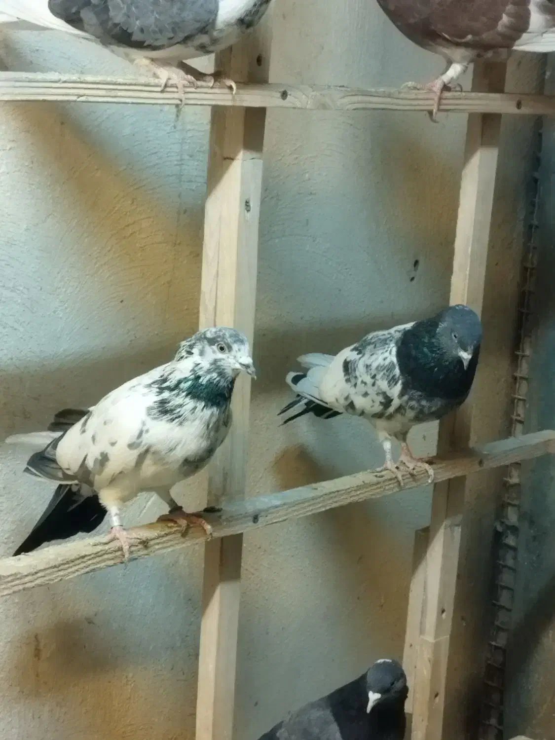 کفترپرشی|پرنده|محمدشهر, زیبادشت|دیوار