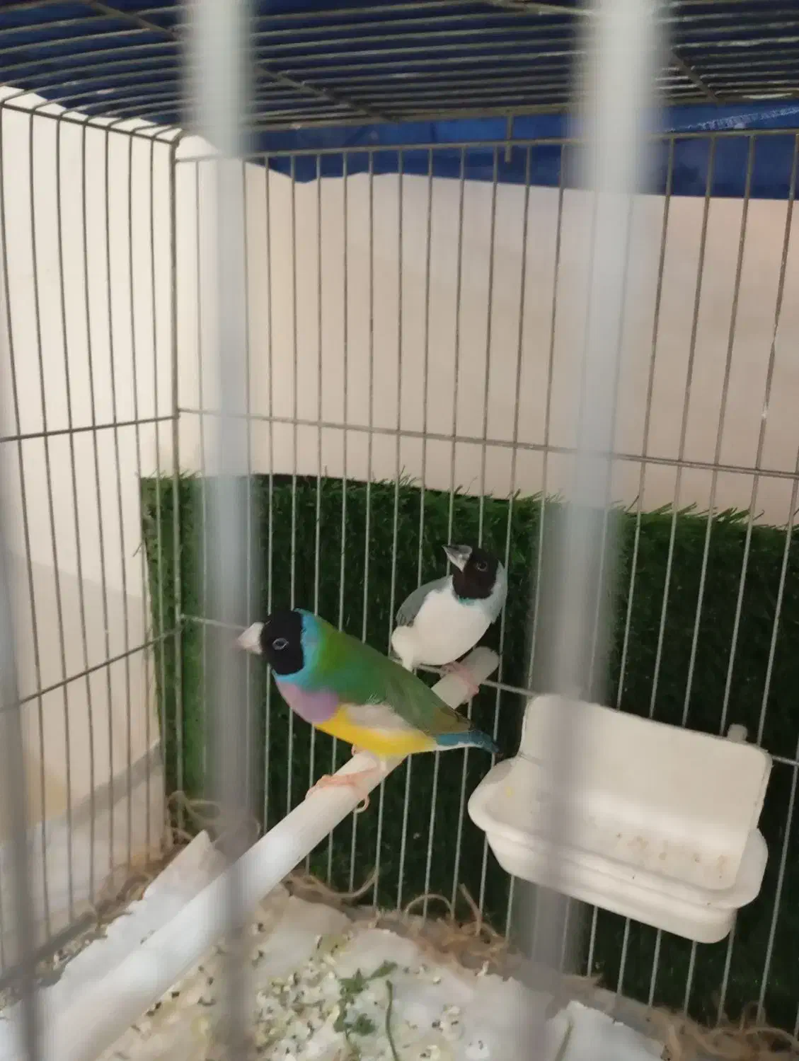 قناری ردفاکتوروفنچ گلدین|پرنده|فردیس, منظریه|دیوار