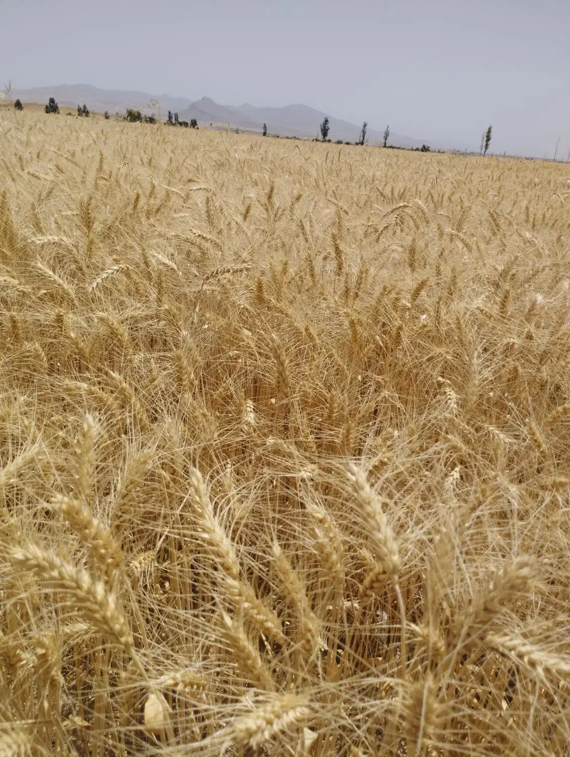 بذر گندم پیشگام|گل و گیاه طبیعی|قیدار, |دیوار