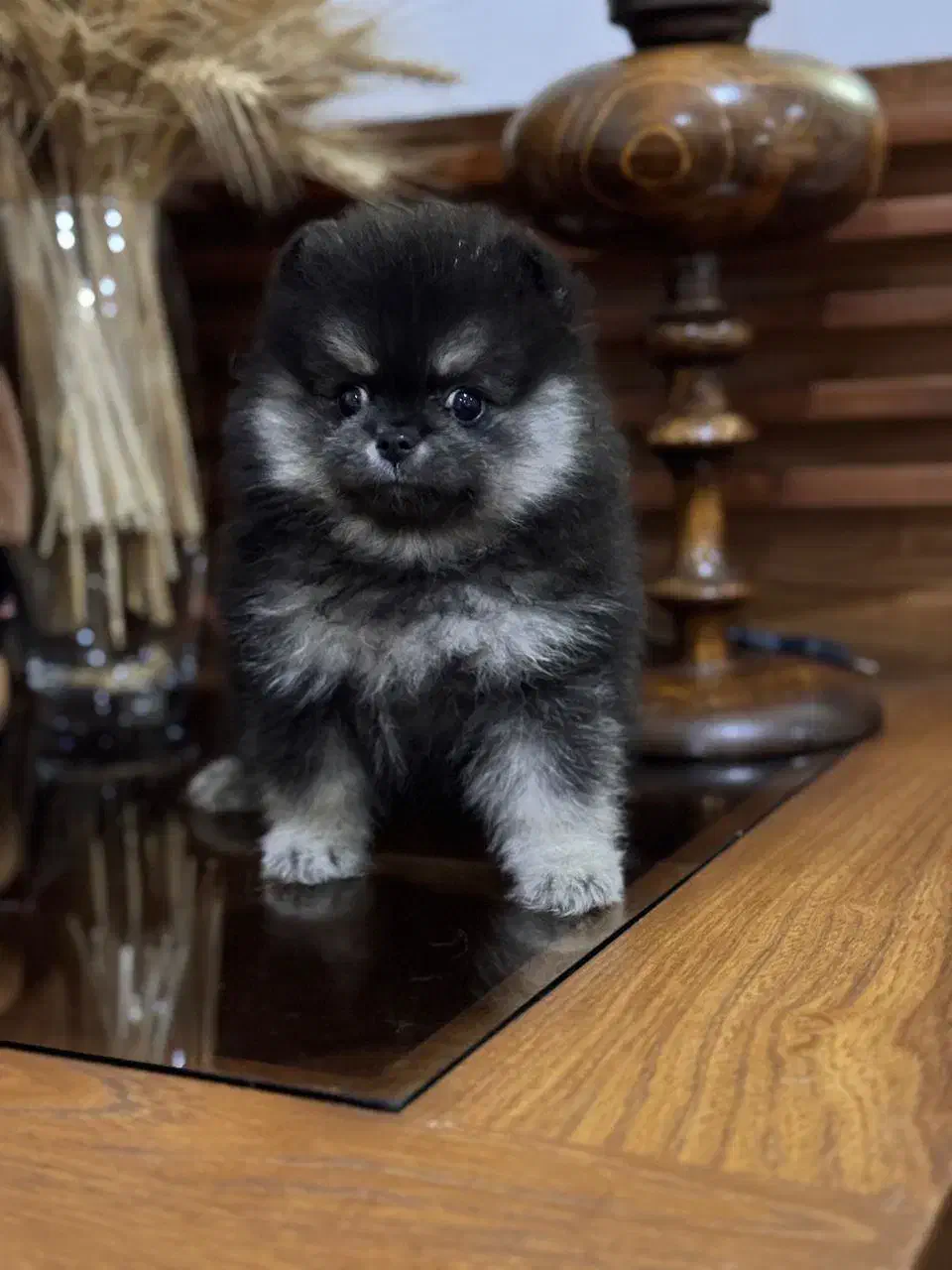 پودل مالتیپو پامر شیتزو مالتیز تریر|سگ|تهران, پاسداران|دیوار