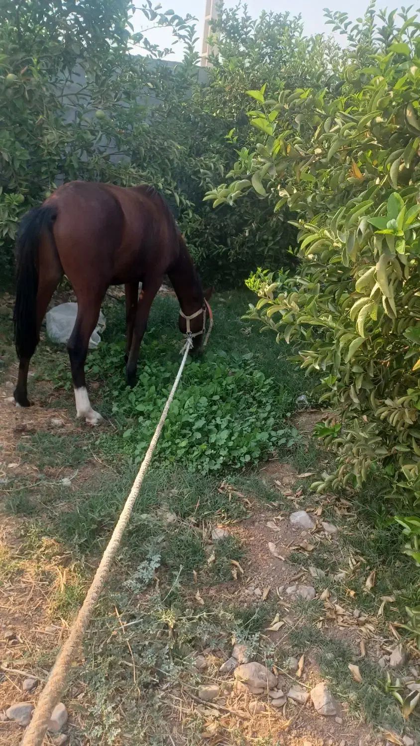 اسبنریونمعاوضهباگوسفند|اسب و تجهیزات اسبسواری|دوگنبدان, |دیوار