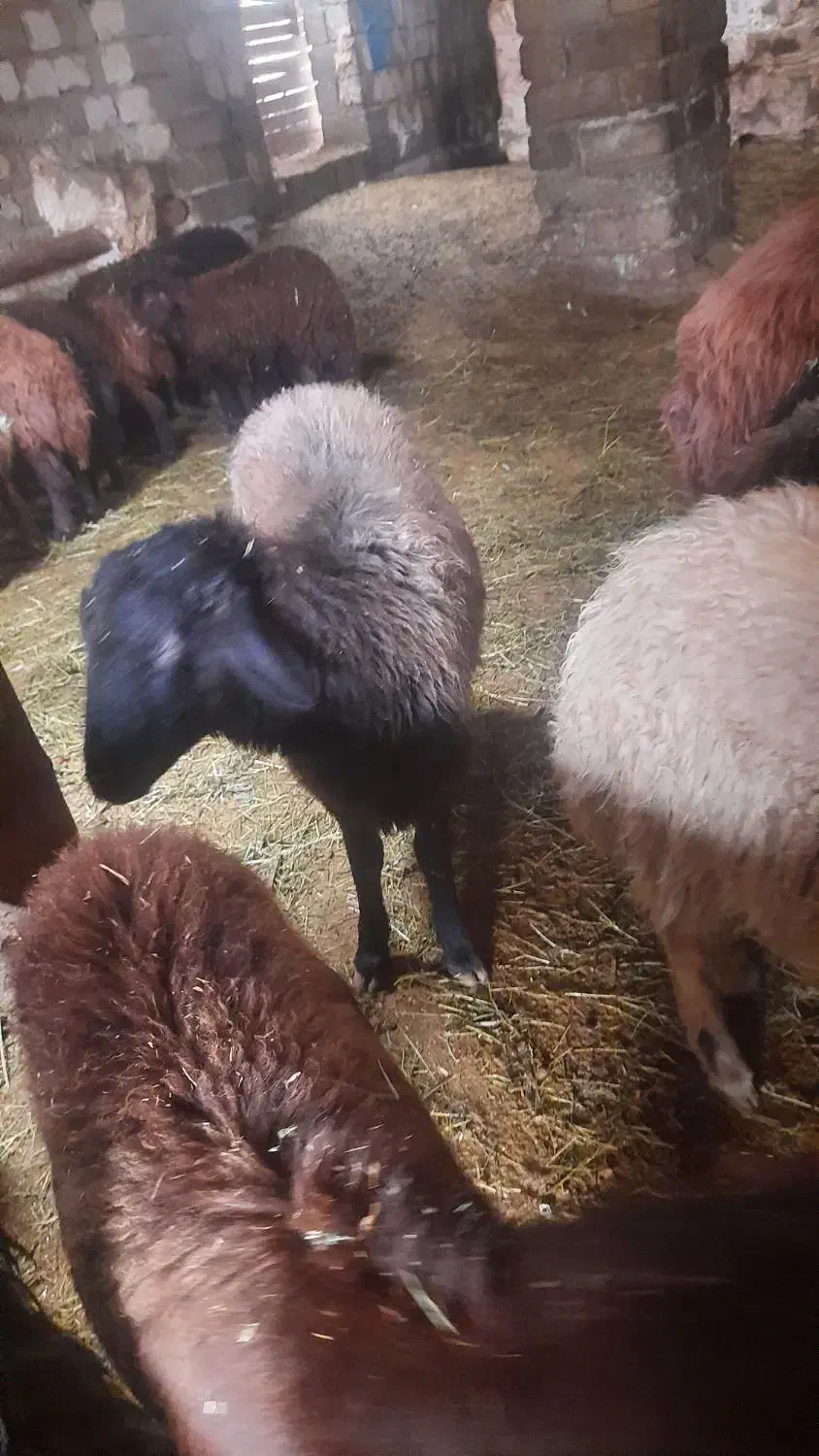 بره نر|حیوانات مزرعه|نوشین شهر, |دیوار