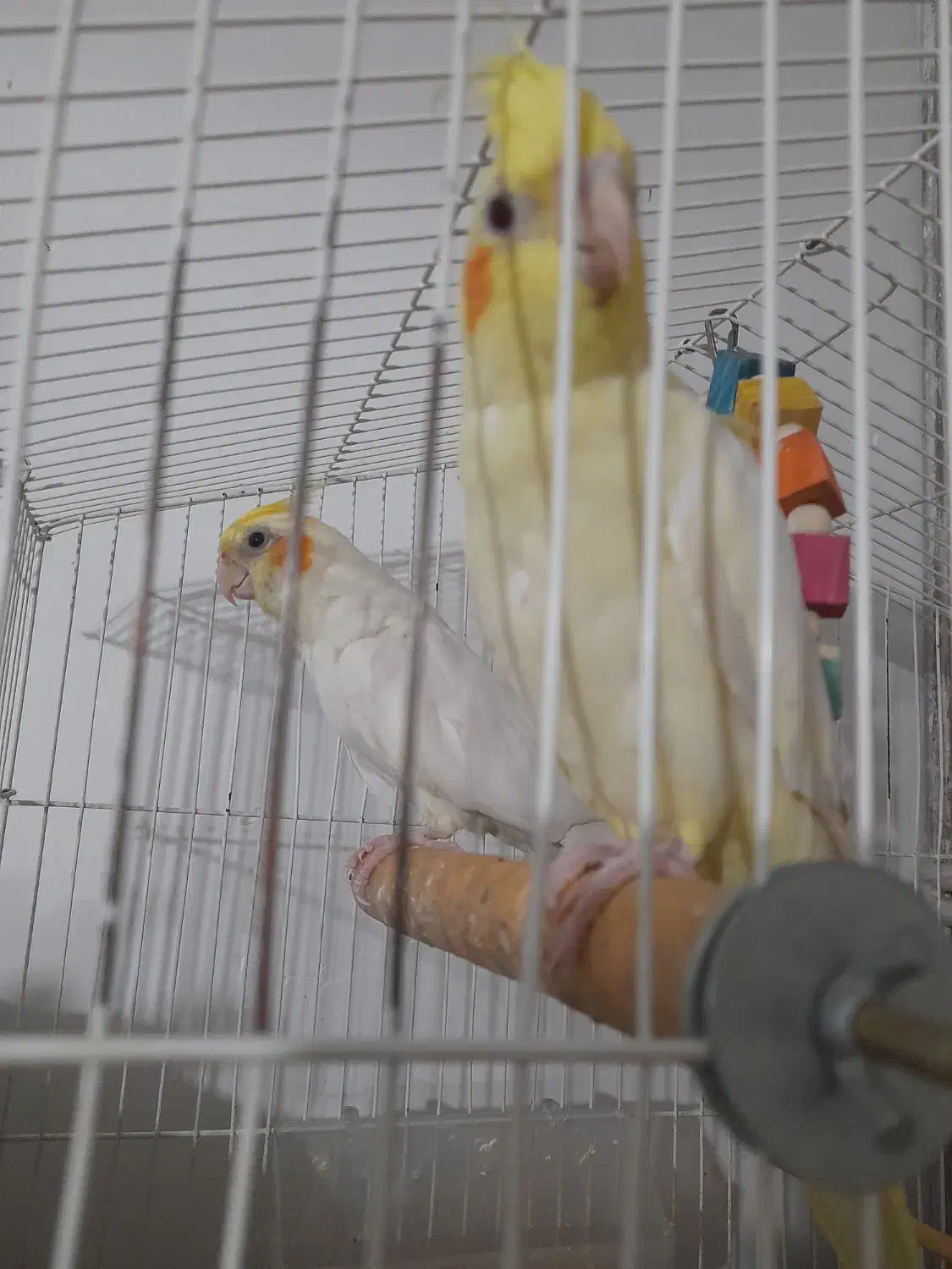 عروس|پرنده|سبزوار, امیر کبیر|دیوار