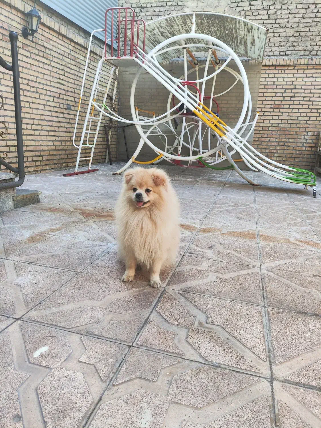 سگ پامر|سگ|مشهد, محمدآباد|دیوار