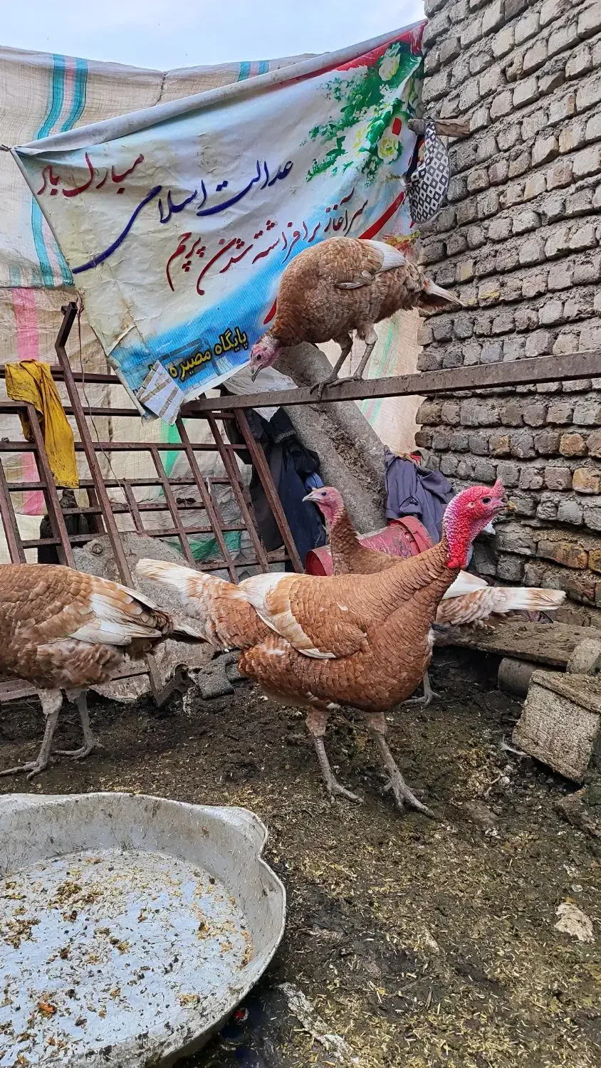 بوقلمون محلی|حیوانات مزرعه|مینودشت, |دیوار