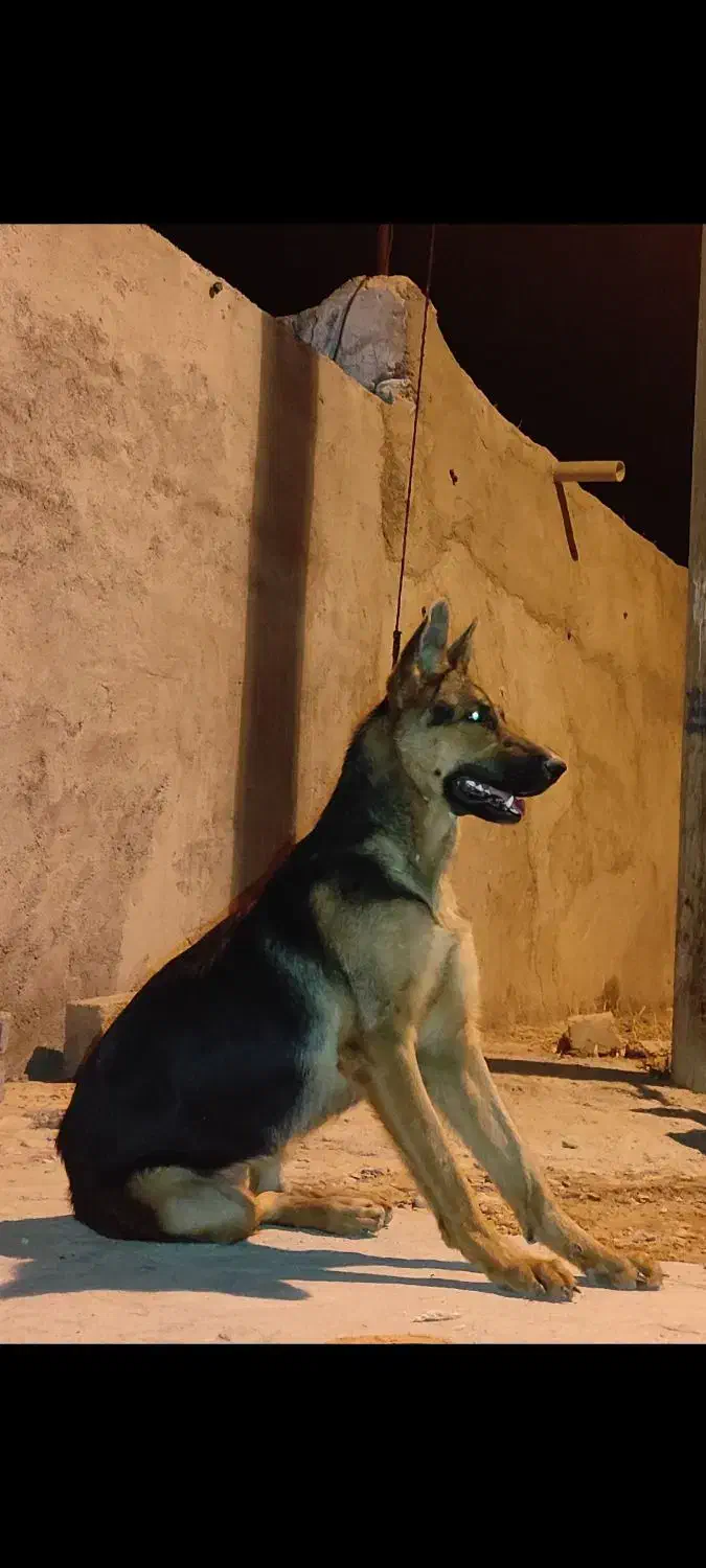 سگ ژرمن|سگ|اهواز, غیزانیه|دیوار