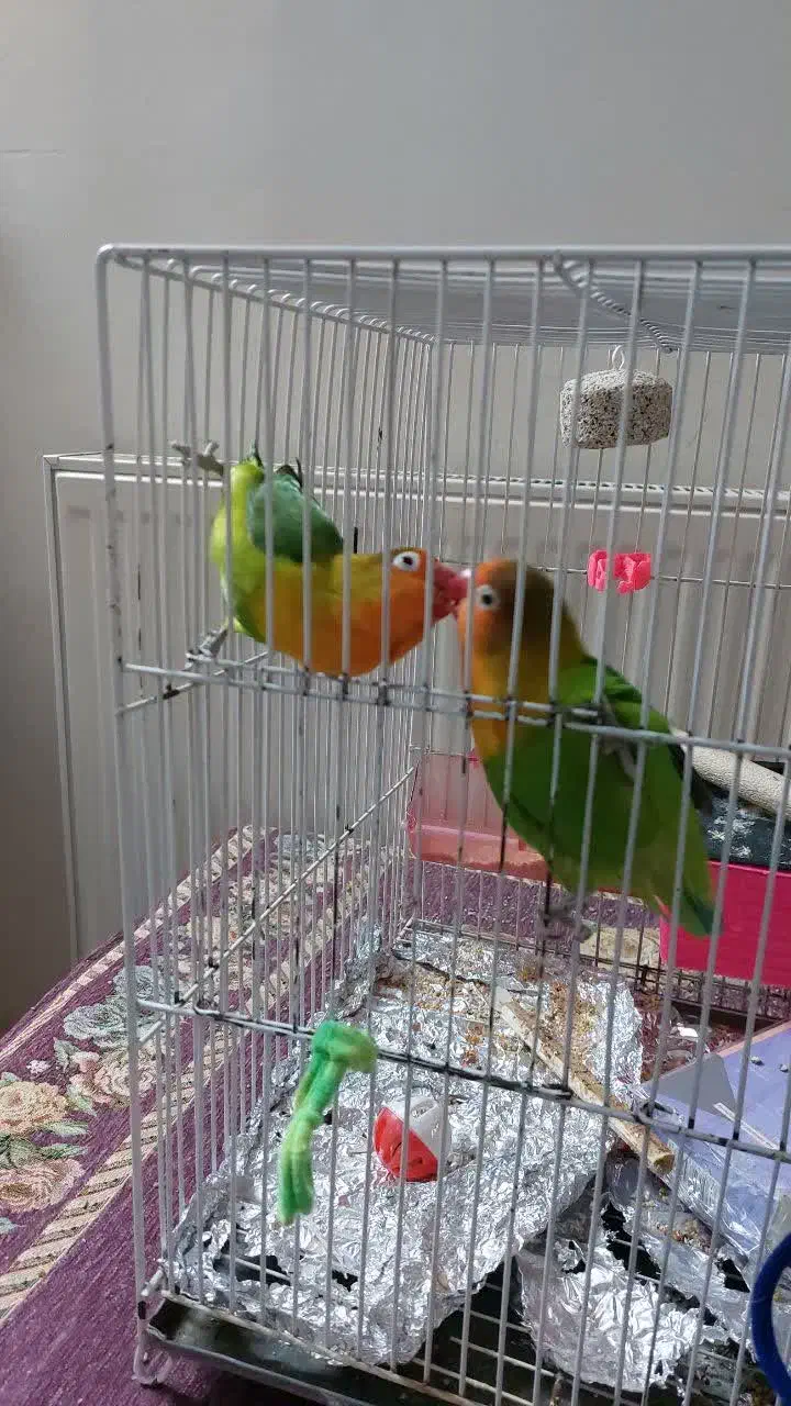 طوطی کوتوله برزیلی|پرنده|مشهد, آبادگران|دیوار