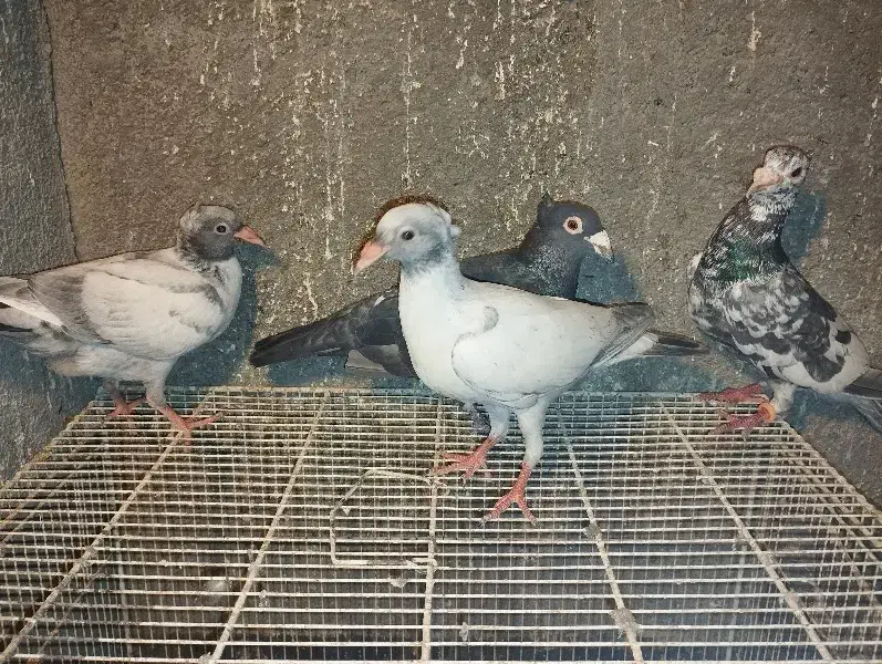 کبوترسار|پرنده|شاندیز, |دیوار