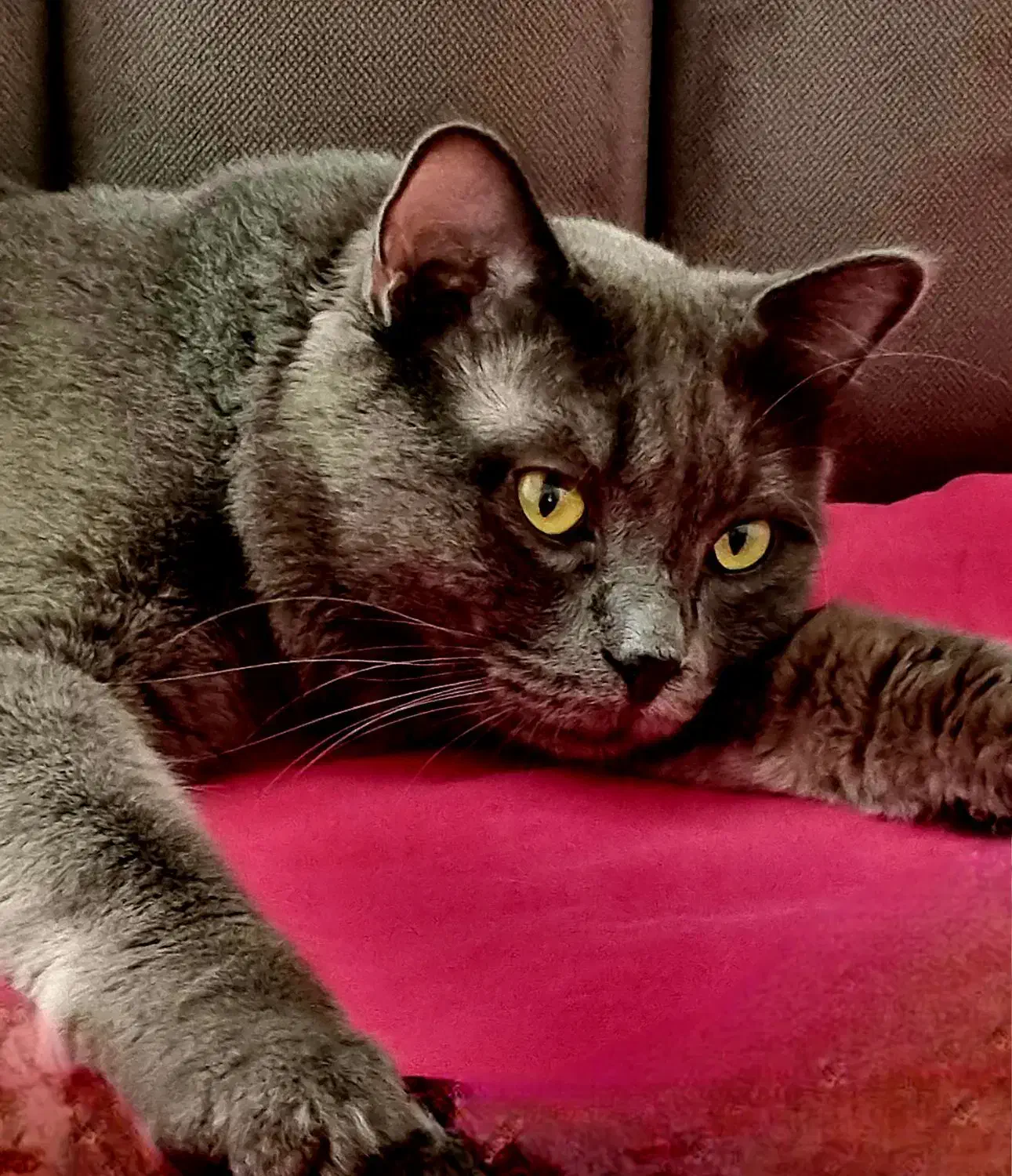 گربه راشن بلو و پرشین|گربه|ماکو, |دیوار