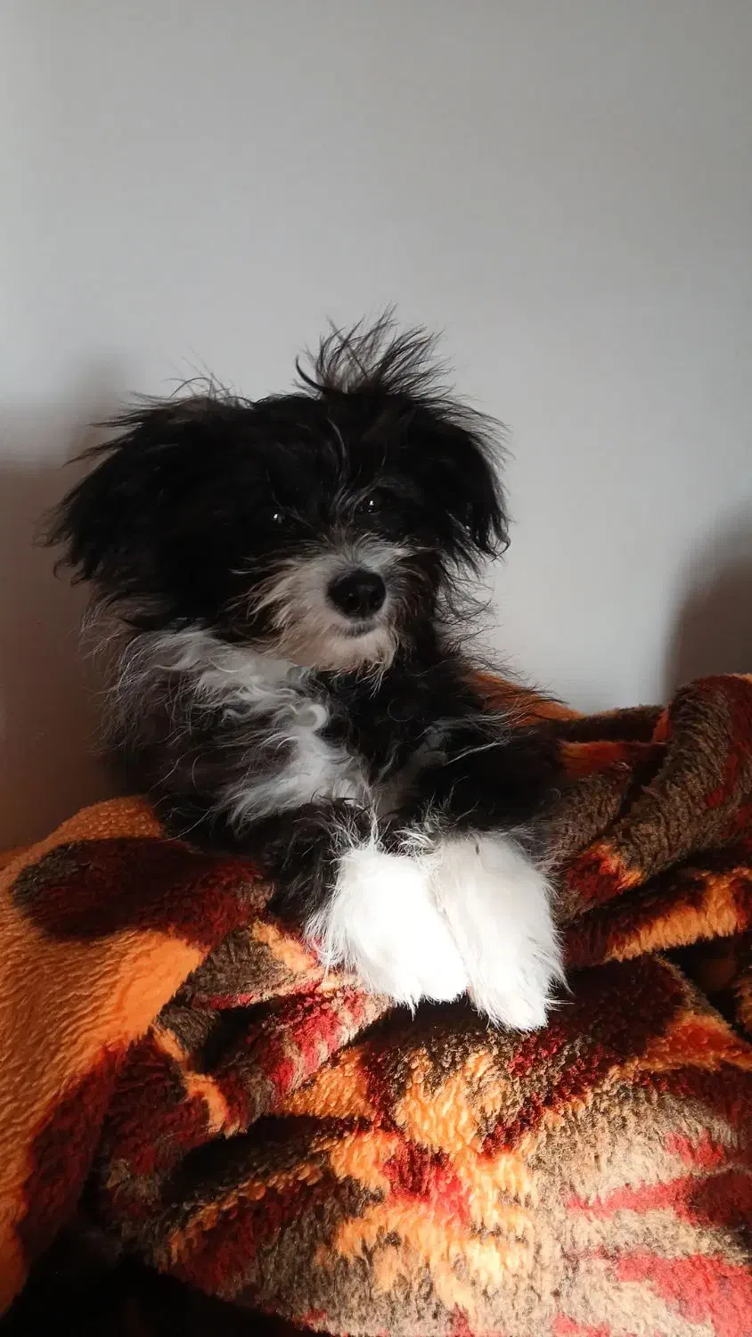 واگذاری شیتزو ماده|سگ|گلبهار, شهر جدید گلبهار|دیوار