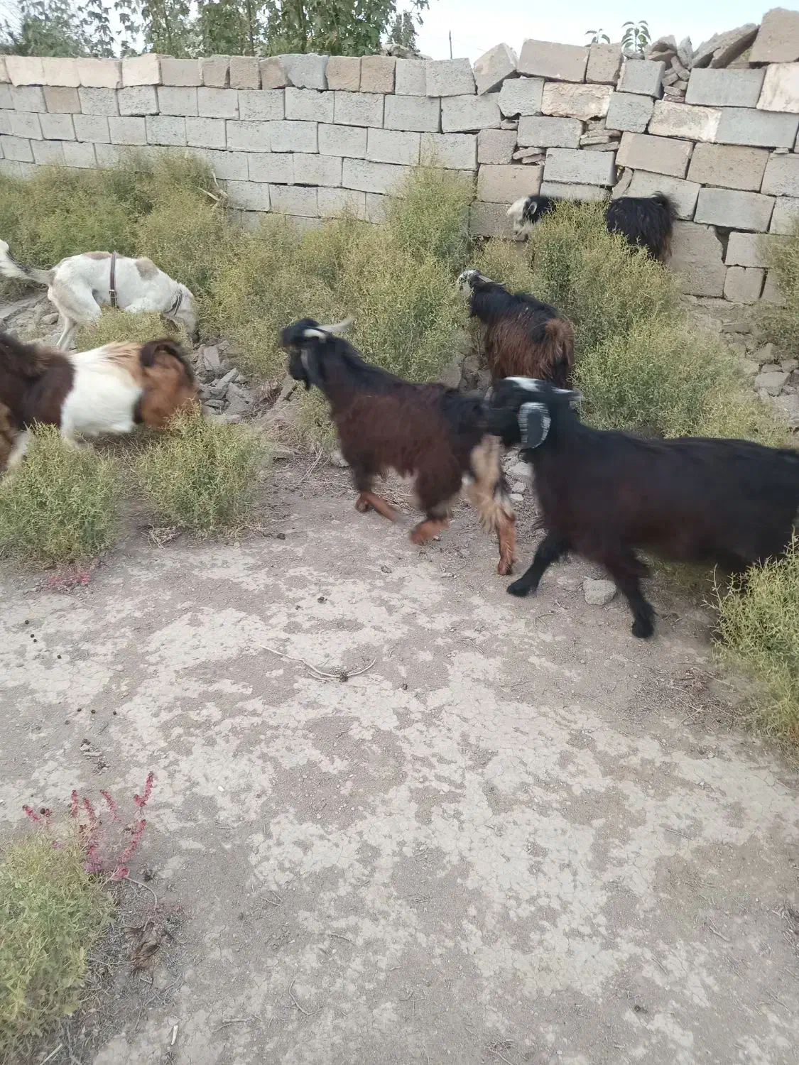 بزغاله نر|حیوانات مزرعه|چهاربرج, |دیوار