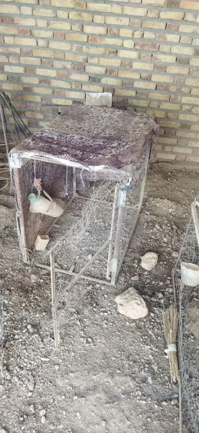 قفس مرغ و خروس|حیوانات مزرعه|صحنه, |دیوار