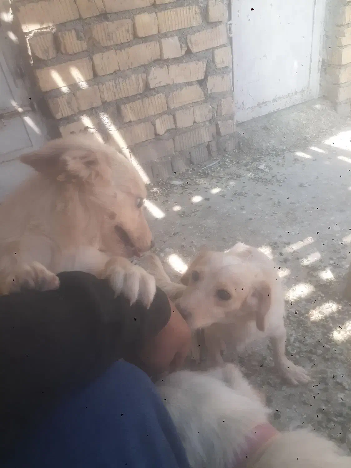 سگ پاپی|سگ|فسا, |دیوار