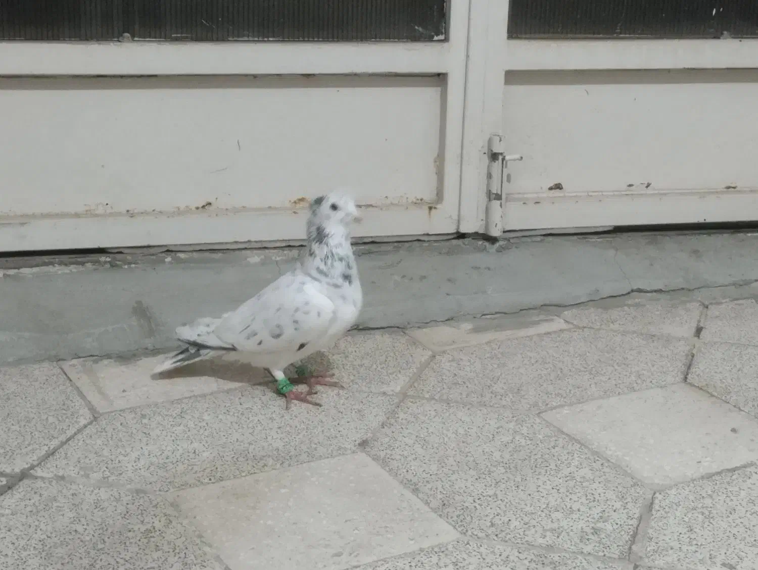 پرشی|پرنده|سبزوار, هویزه|دیوار