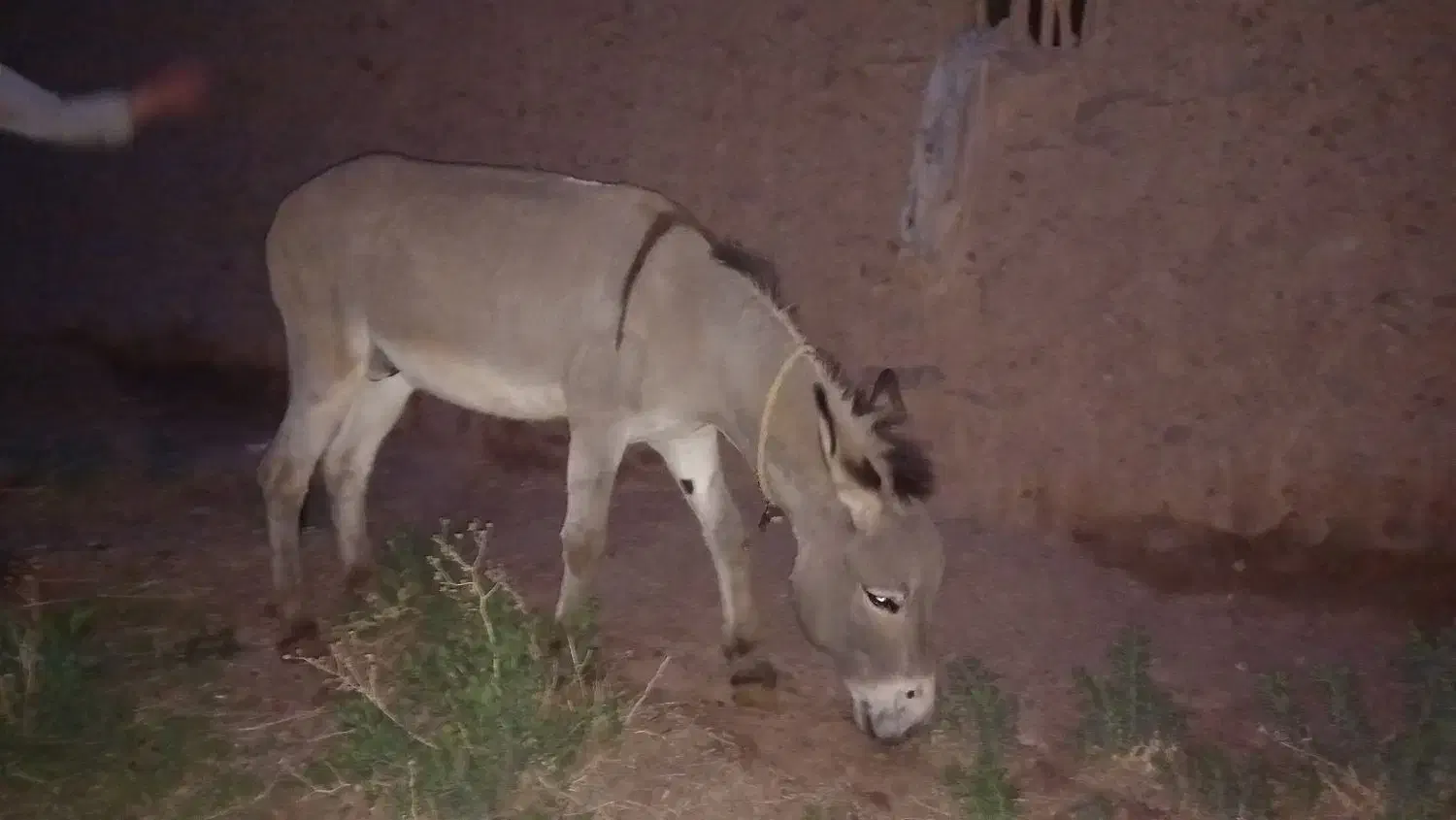 الاغ 6ساله|حیوانات مزرعه|تسوج, |دیوار