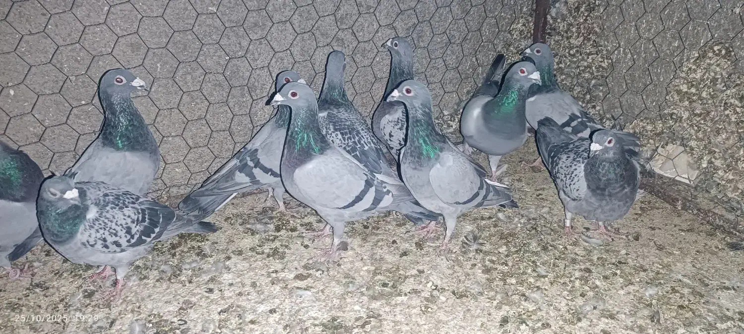 کبوتر پلاکی|پرنده|مبارکه, |دیوار