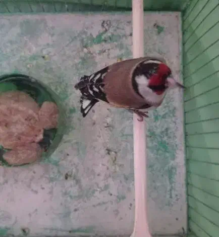 سهره باغی|پرنده|سرپل ذهاب, |دیوار