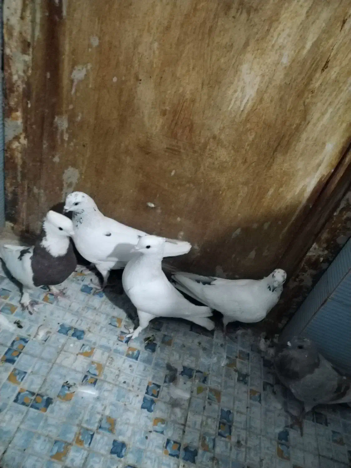 پنج عدد کفتر گرفتنی|پرنده|خمینی‌شهر, |دیوار