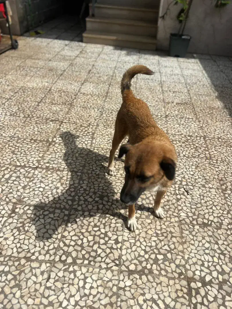 واگذاری رایگان سگ|سگ|رودسر, |دیوار