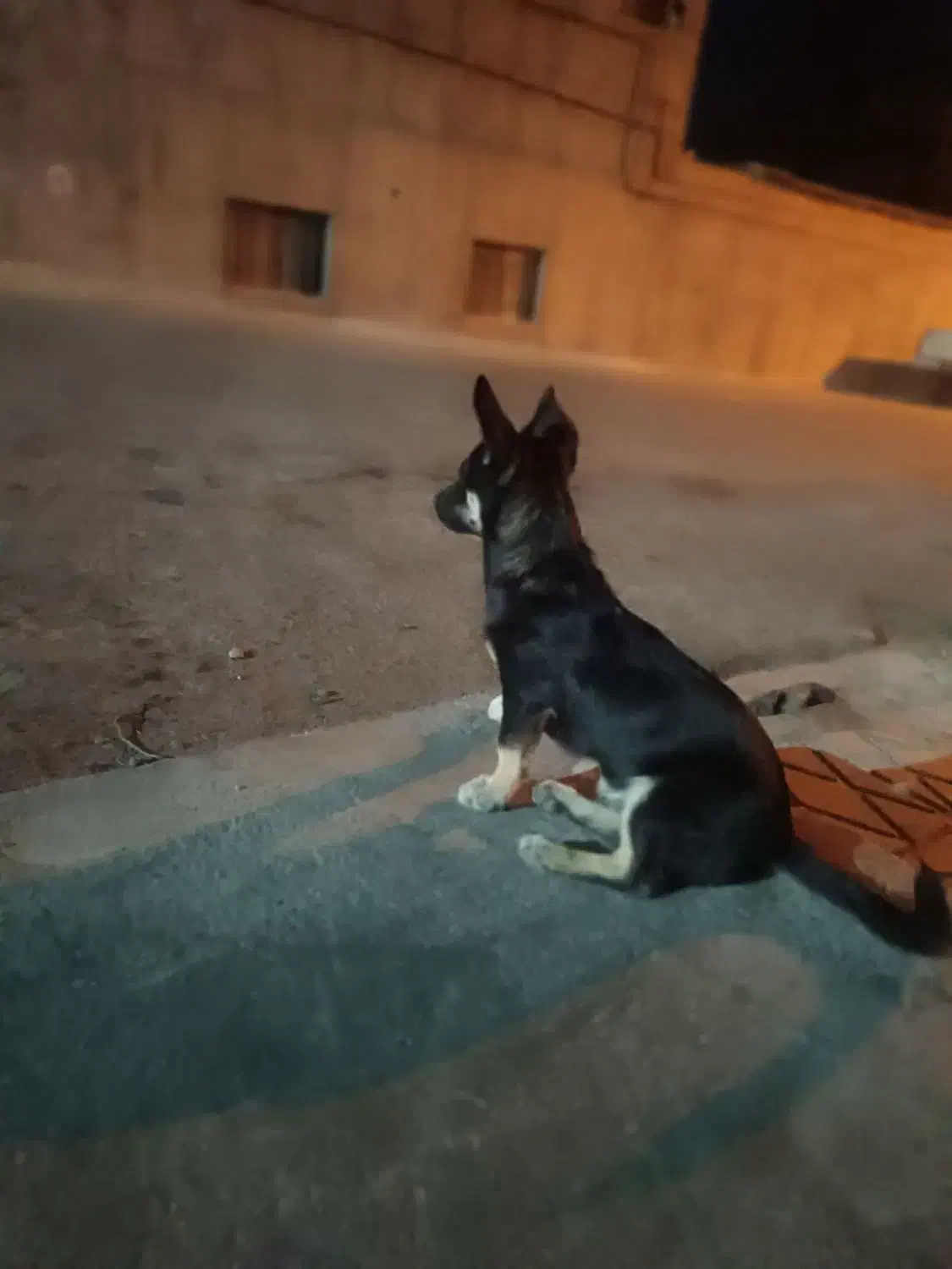 گمشده سگ گرگی|حیوانات|تربت جام, بیست متری منبع آب|دیوار