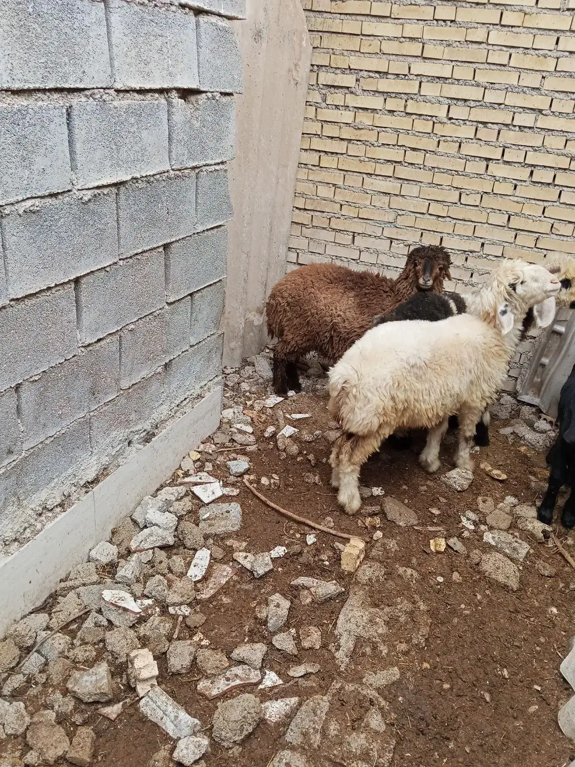 بره شهر چمران|حیوانات مزرعه|بندر ماهشهر, |دیوار