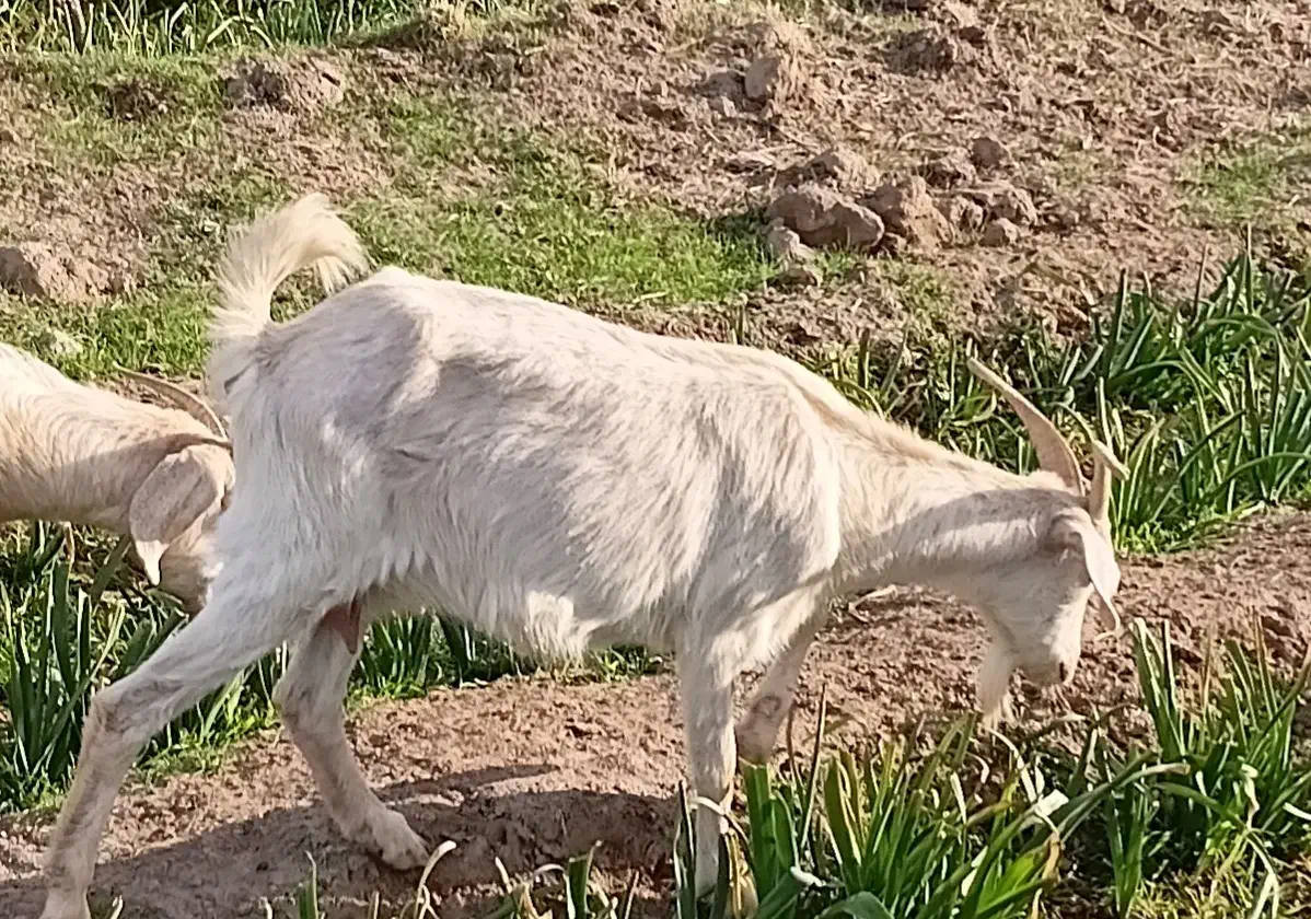 ۵بز درجه یک|حیوانات مزرعه|خوسف, |دیوار