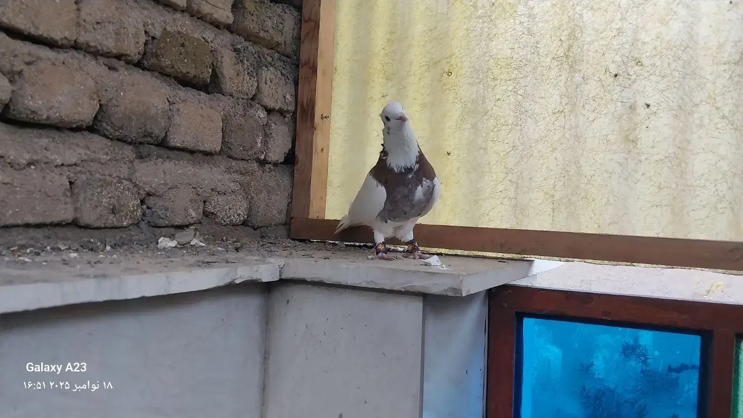 کفتر طوقی|پرنده|بروجرد, |دیوار