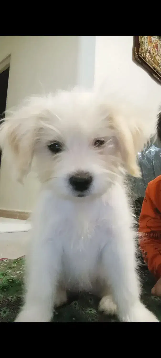 سگ شیتزو نژاد تریر|سگ|الوند, |دیوار