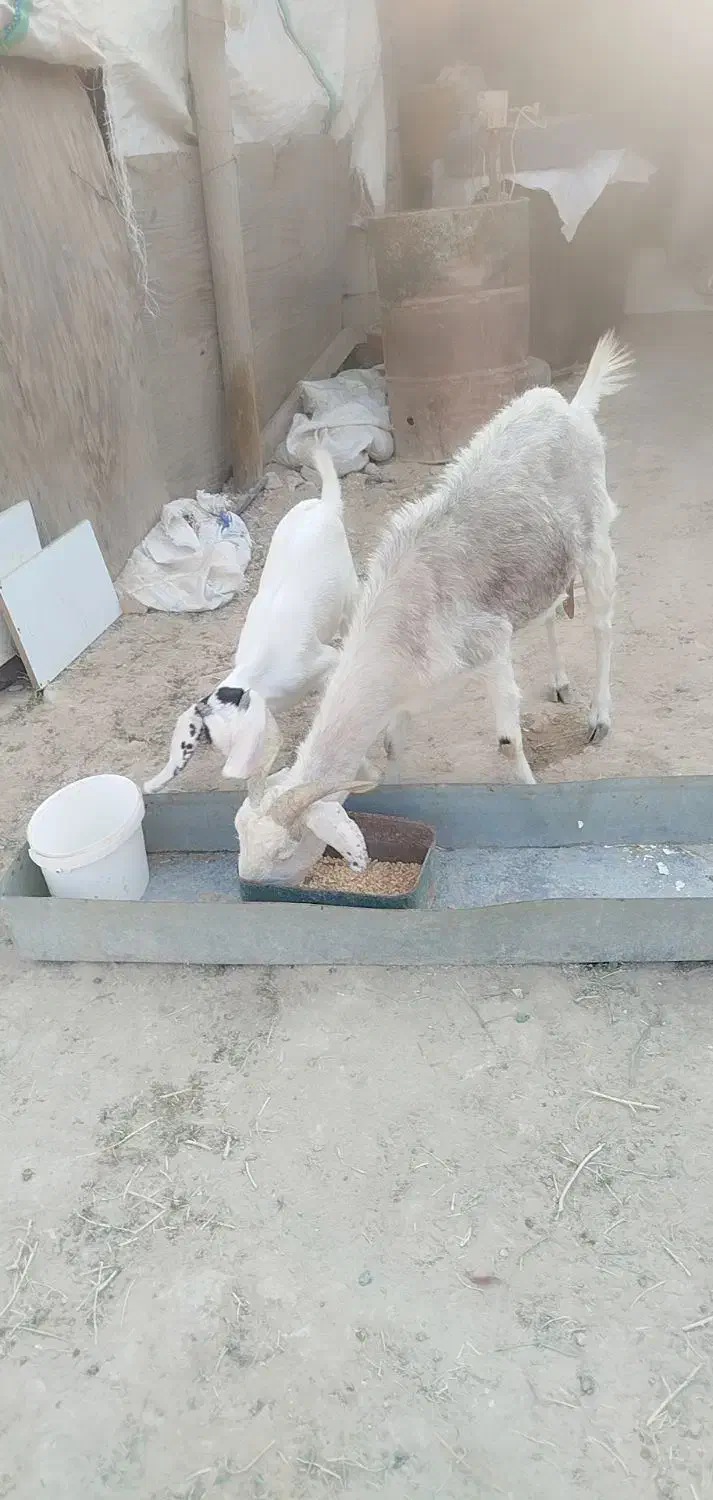 بز ماده با بزغاله|حیوانات مزرعه|رامشیر, |دیوار