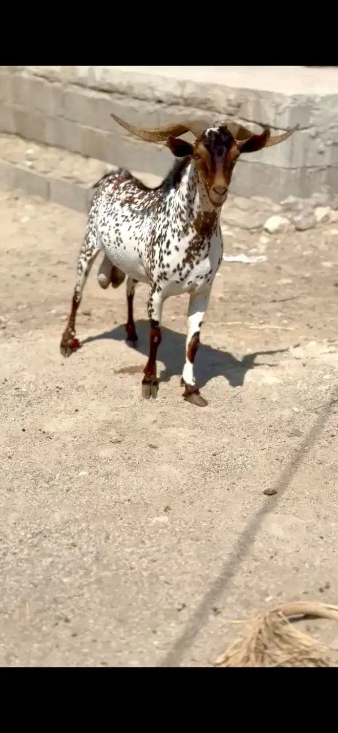 دام های اصلی|حیوانات مزرعه|تربتحیدریه, بازار|دیوار