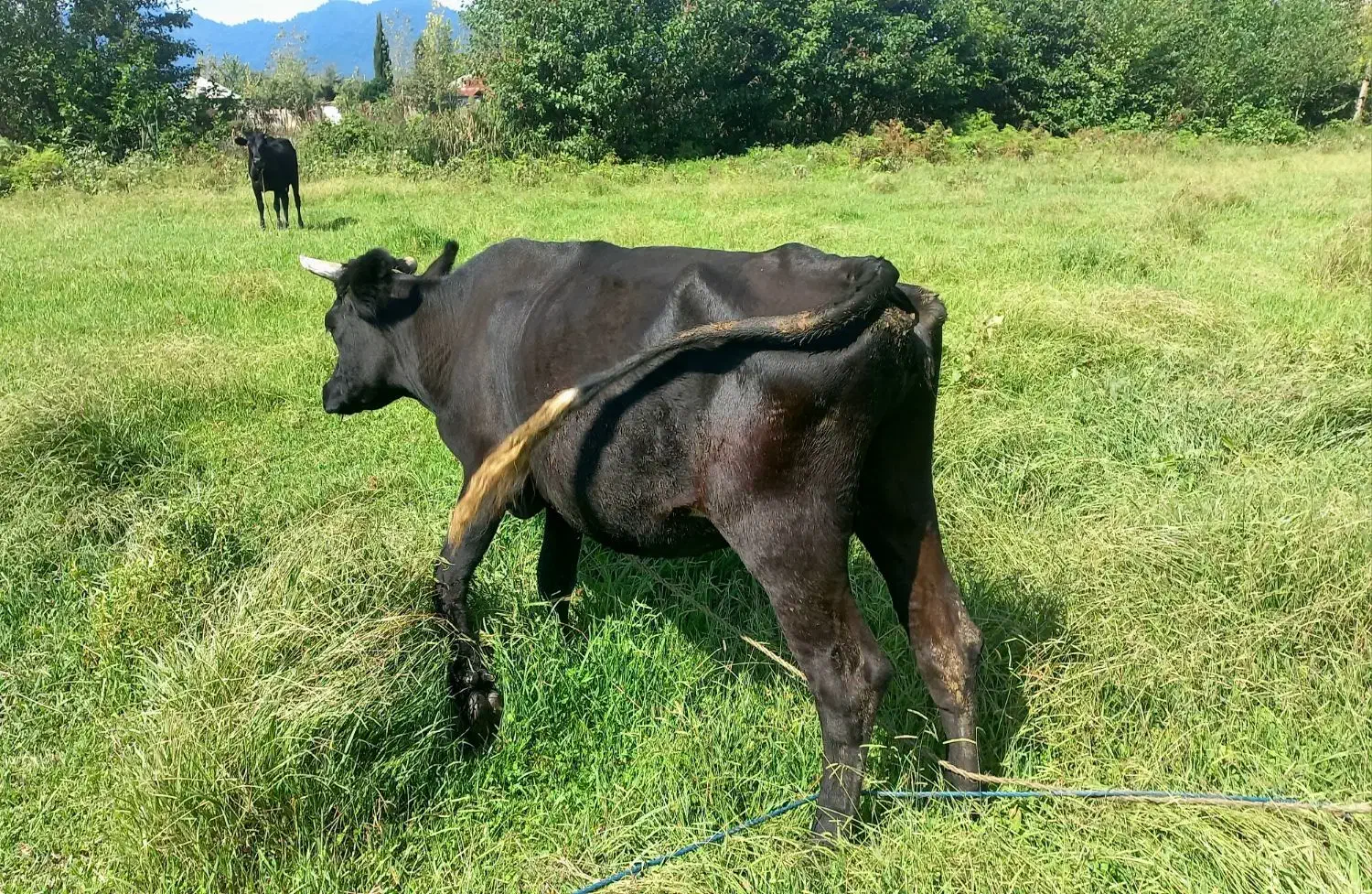گاو و گوساله نر دورگ|حیوانات مزرعه|رشت, یخسازی|دیوار