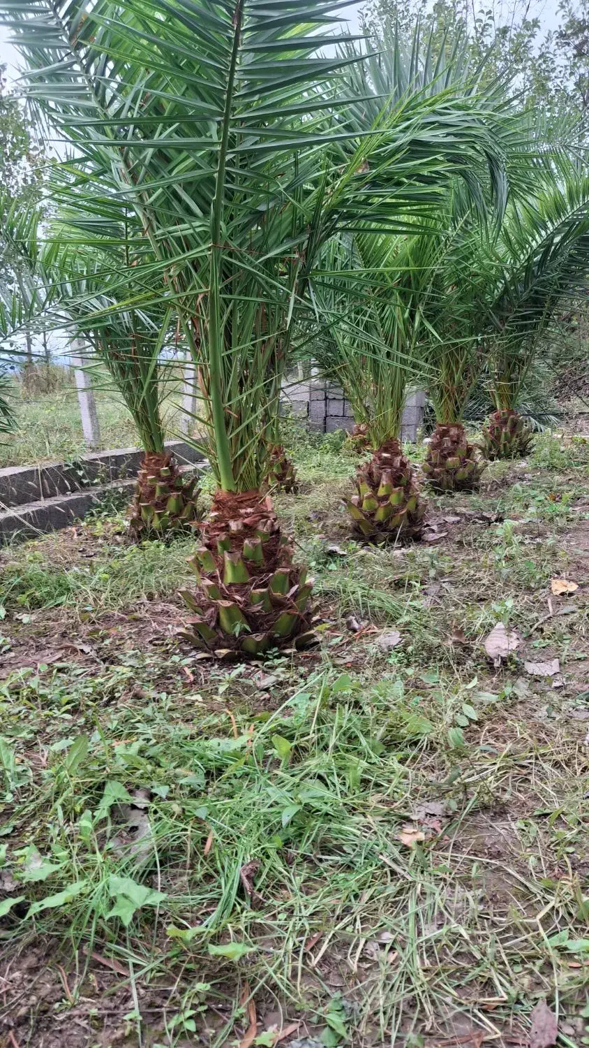 نخل فونیکس|خدمات باغبانی و درختکاری|رشت, بیجارپس|دیوار