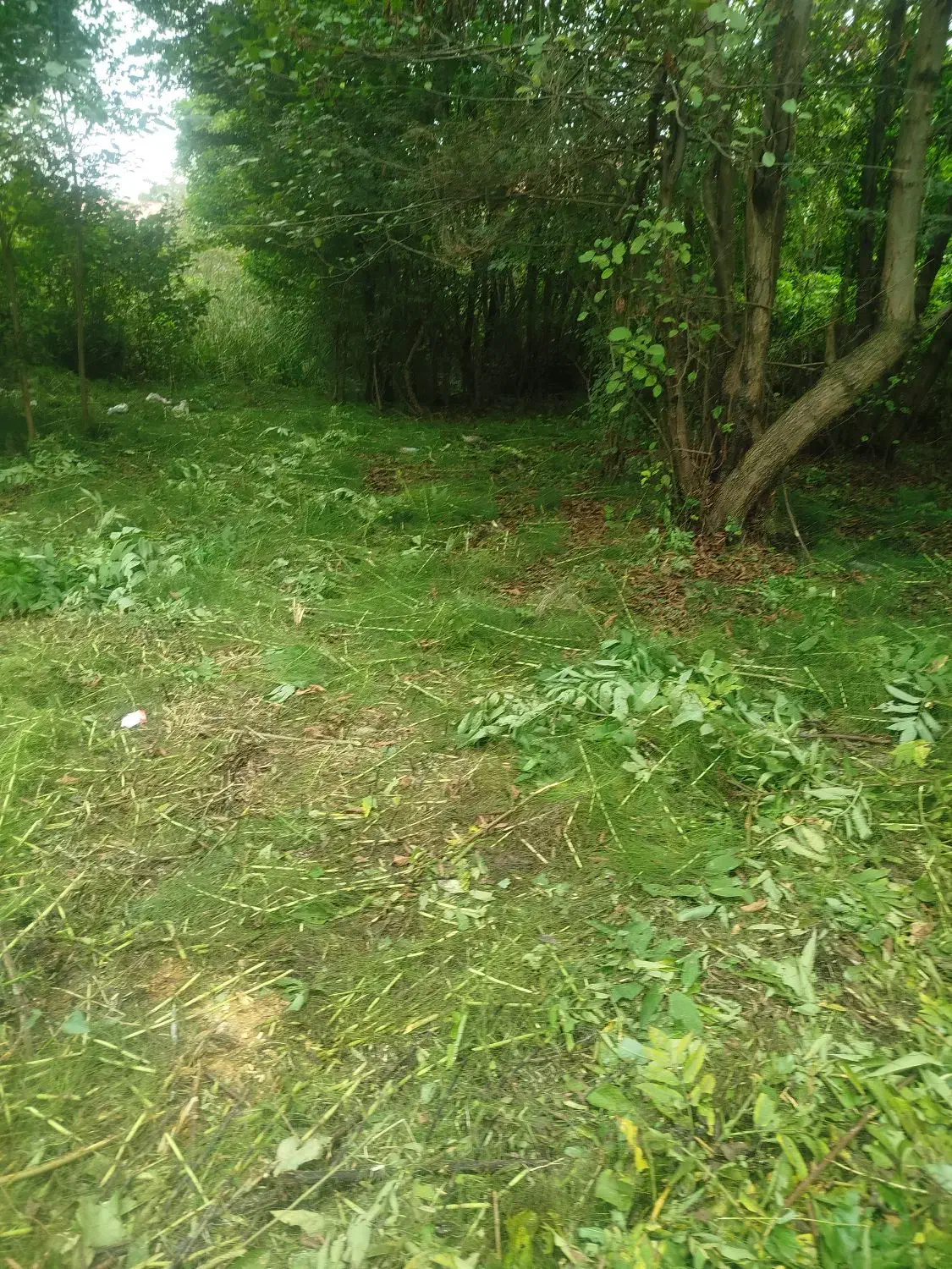 علفزنی و‌چمنزنی|خدمات باغبانی و درختکاری|کیاشهر, |دیوار