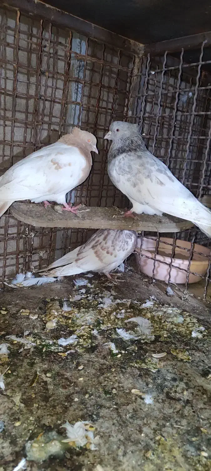 کبوترکله ای|پرنده|لردگان, |دیوار