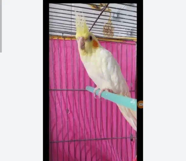 عروس هلندی|پرنده|مرودشت, فاز دوم شهرک فرهنگیان|دیوار