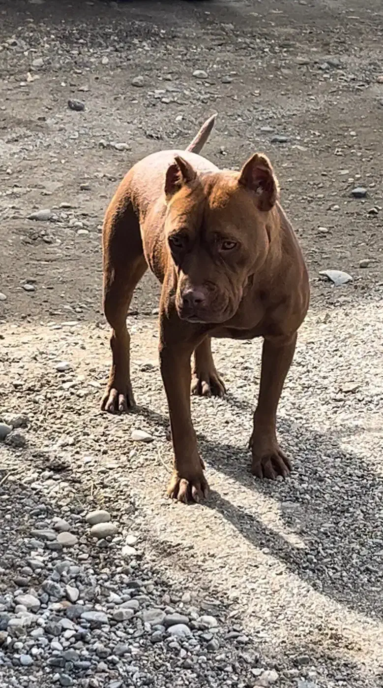 پیتبول|سگ|تهران, ترمینال غرب|دیوار