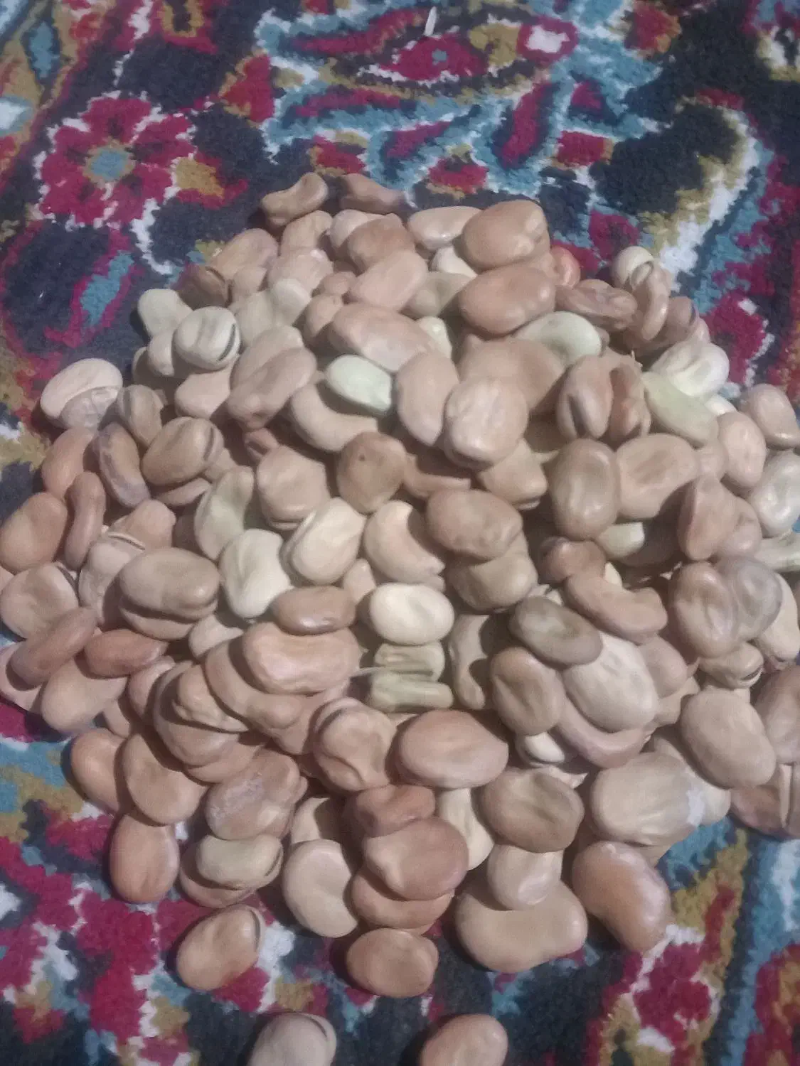 باقالا درجه یک|خوردنی و آشامیدنی|خان ببین, |دیوار