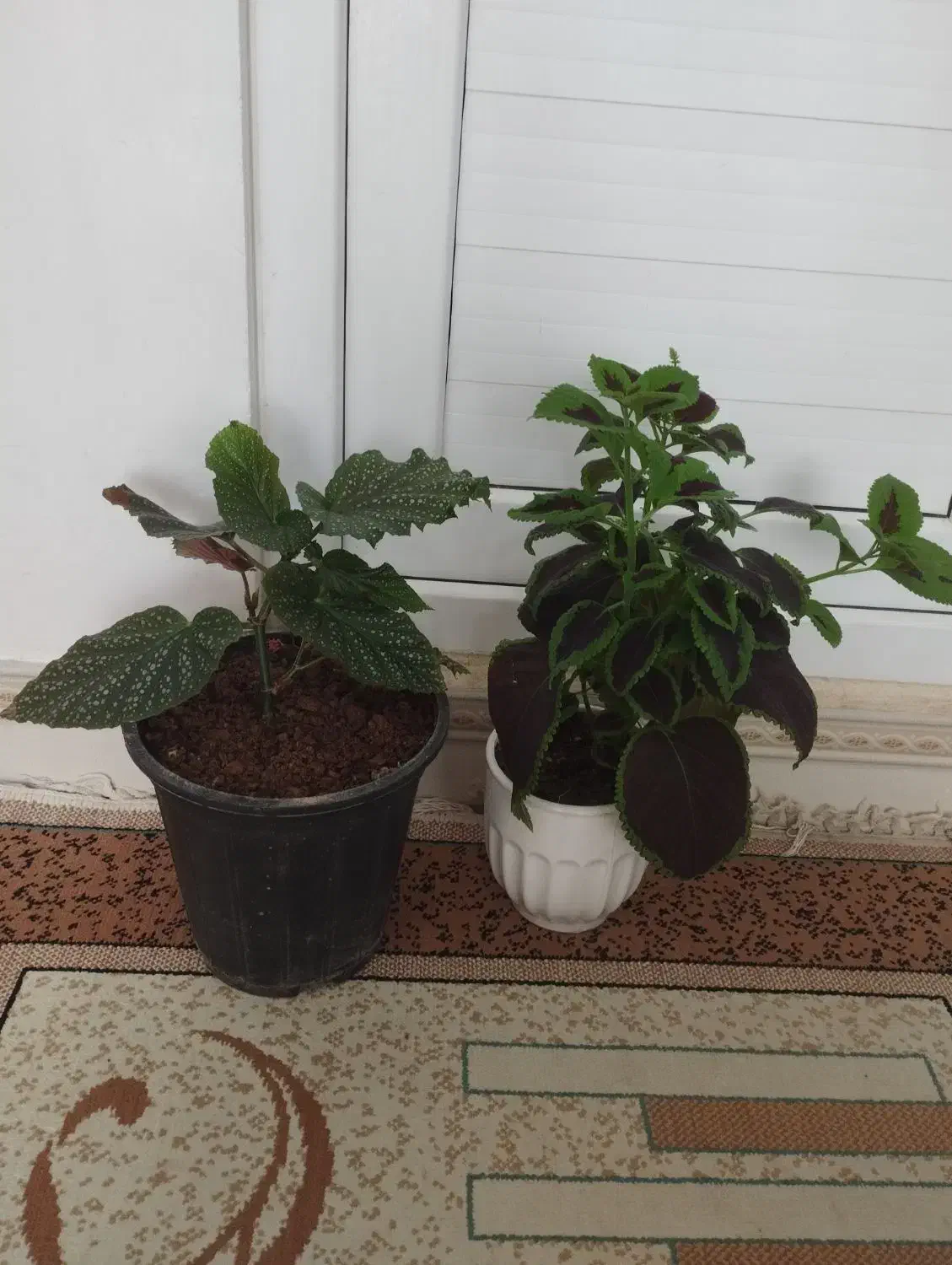 تعدادی گل|گل و گیاه طبیعی|اسلام‌‌آباد غرب, |دیوار