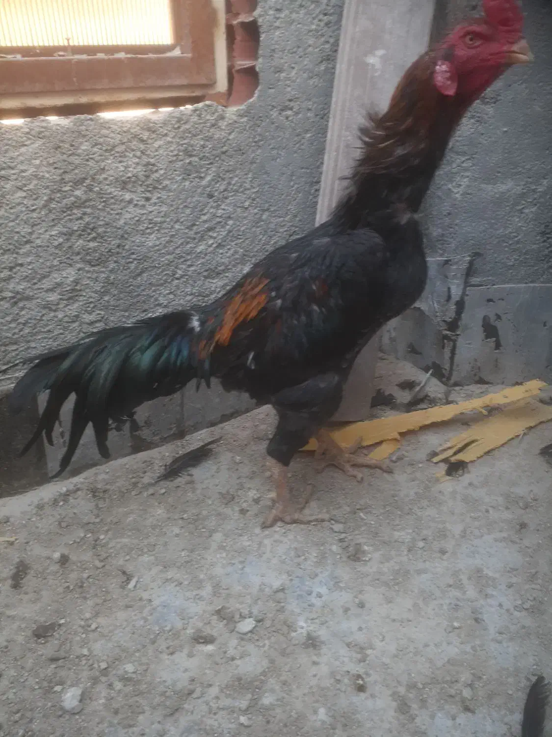 خروس لاری|حیوانات مزرعه|بجنورد, |دیوار