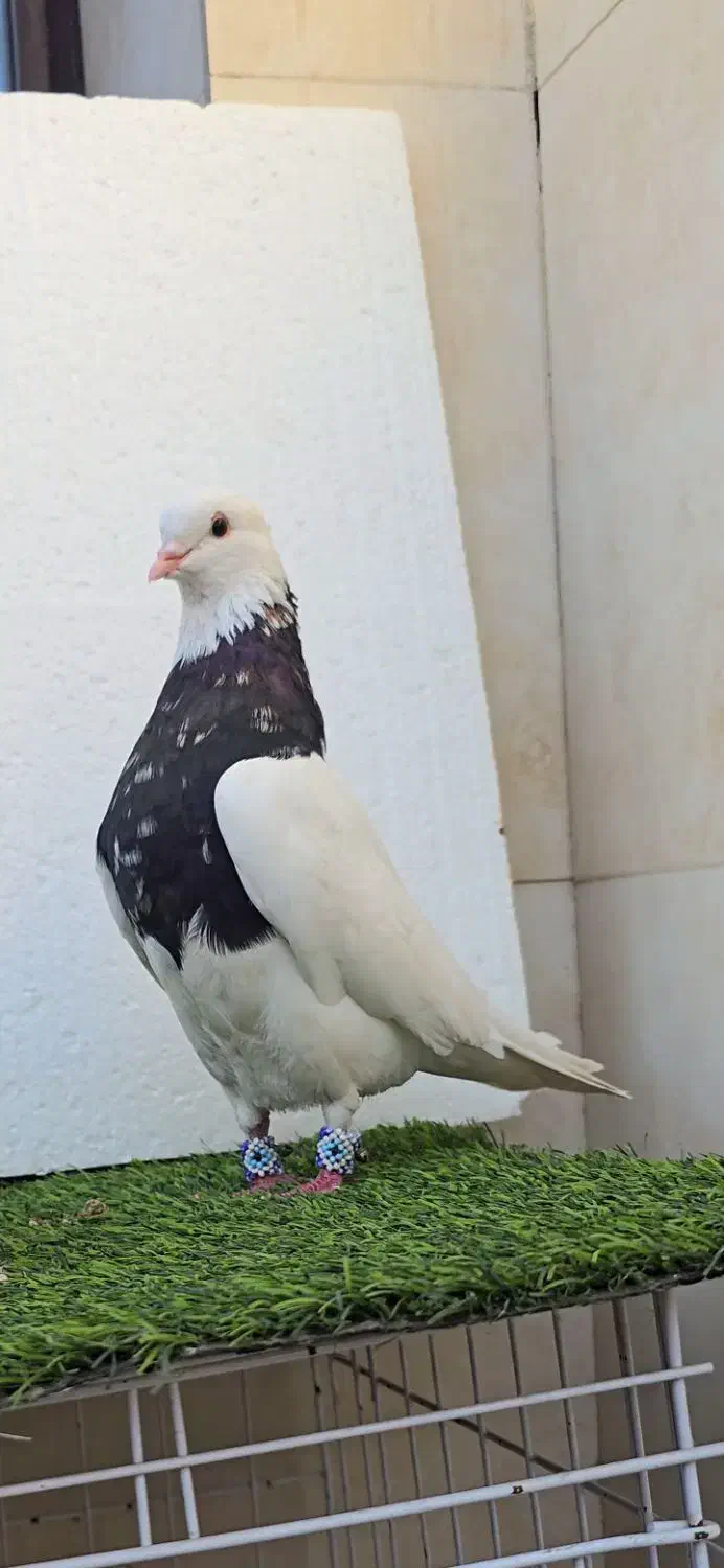 کبوتر طوقی|پرنده|خورموج, |دیوار