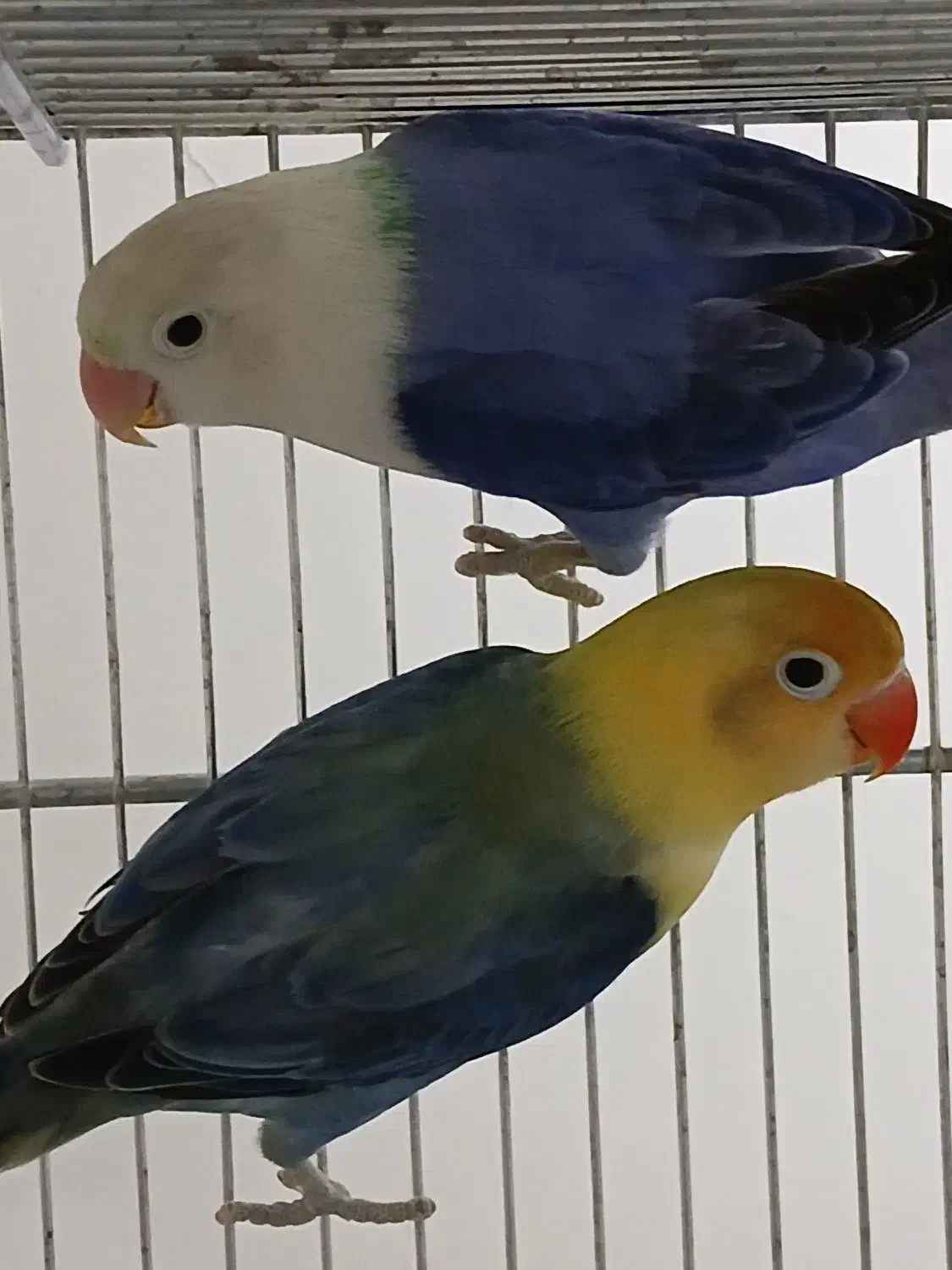 طوطی برزیلی اپلاین مولد روتخم جوجه دستی مرغ عشق|پرنده|کرج, حیدرآباد|دیوار