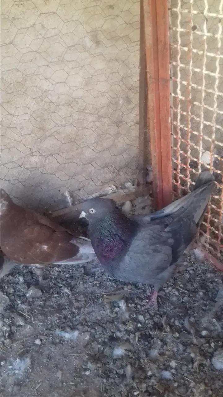 کبوتر|پرنده|آشتیان, |دیوار