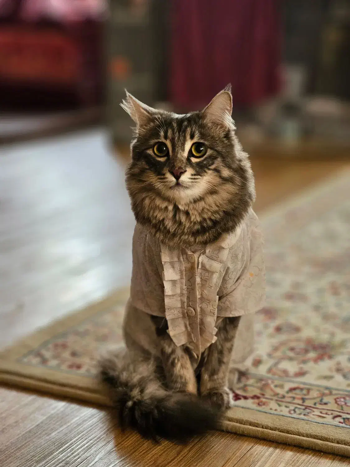 واگذاری گربه میکس|گربه|نیشابور, تختی|دیوار