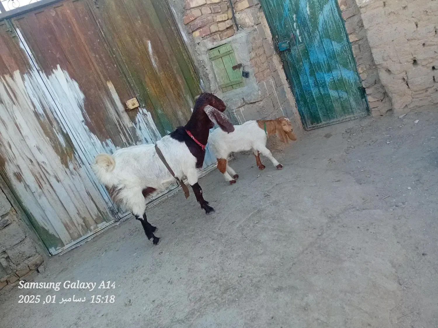 بز با کهرنر|حیوانات مزرعه|زهک, |دیوار