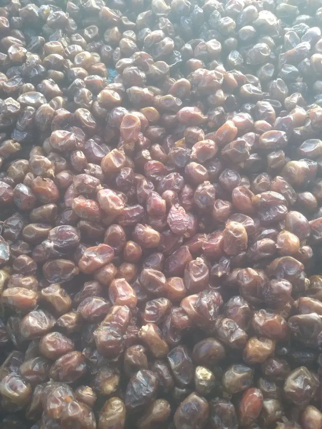 خرمای گنتار کارون|خوردنی و آشامیدنی|اهواز, اسماعیلیه|دیوار
