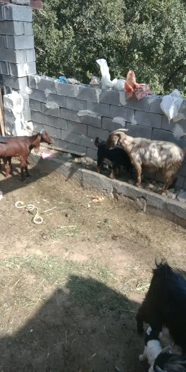 بز زاییده|حیوانات مزرعه|بهبهان, |دیوار