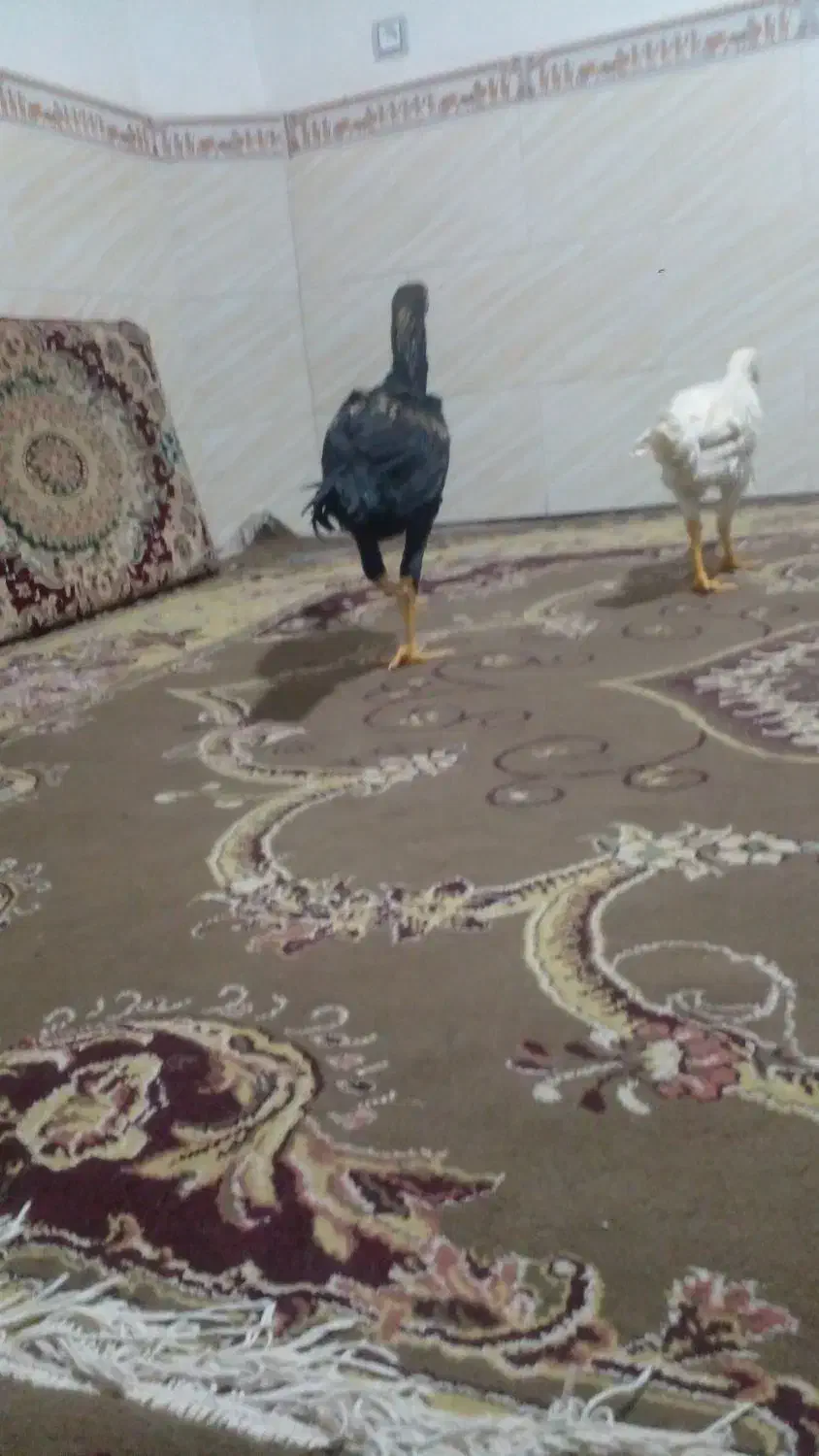 لاری ۸ ماهه|حیوانات مزرعه|اقبالیه, |دیوار