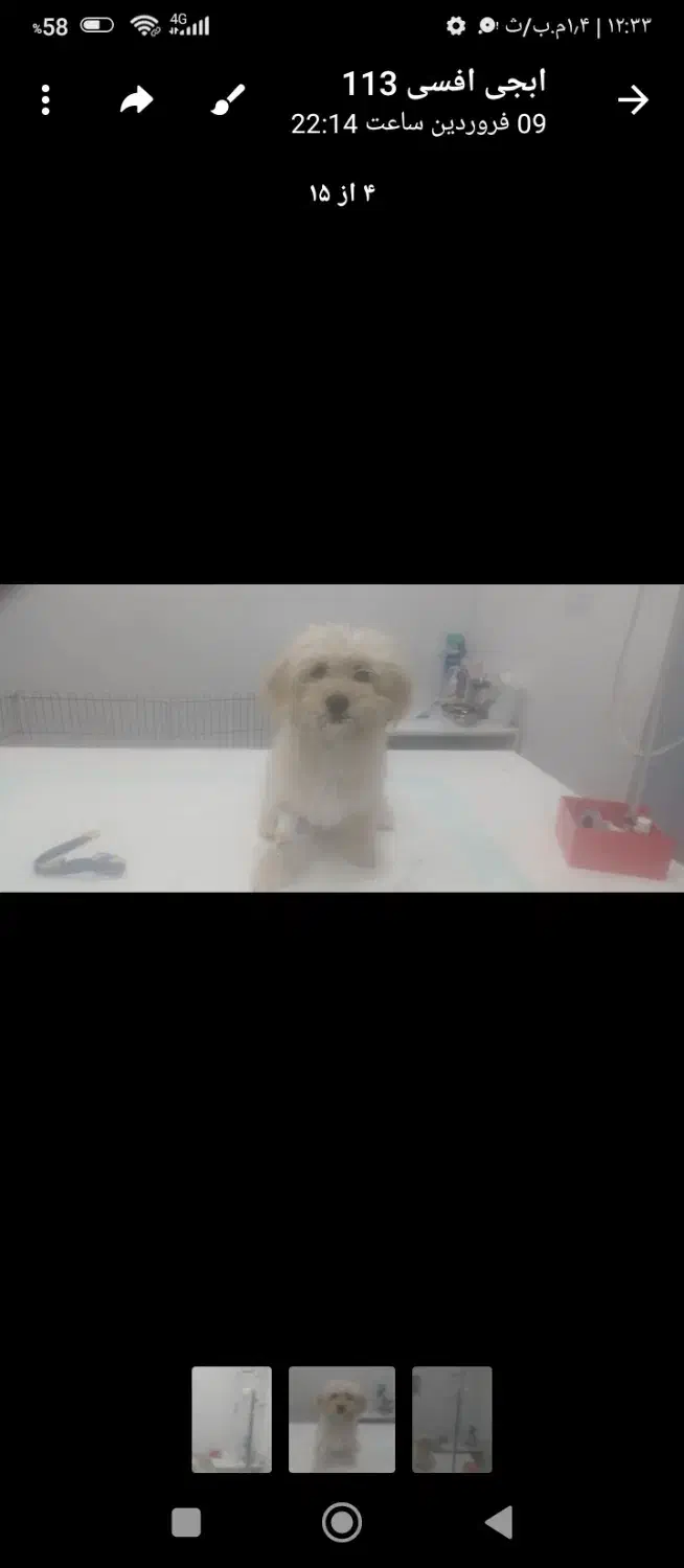 سگ گمشده نجف شهرمسکن مهرناصرخسروغربی|حیوانات|سیرجان, |دیوار