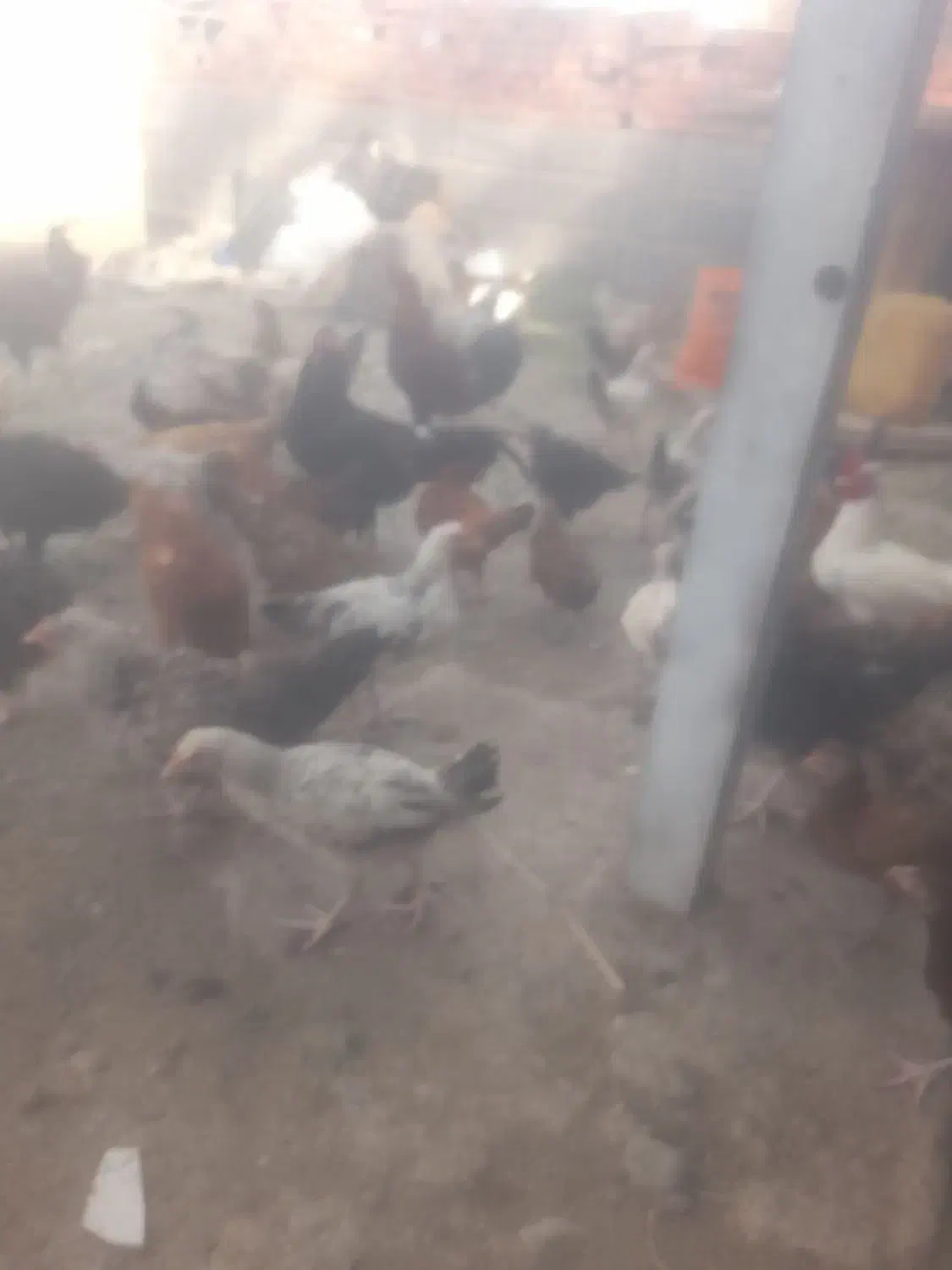 تعداد ۱۰۰ عدد مرغ جوجه|حیوانات مزرعه|جیرفت, |دیوار